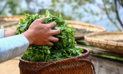 Xuất khẩu chè Việt Nam giảm lượng, tăng giá trị