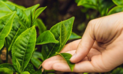 Thị trường chè đầu năm 2026 trước những dịch chuyển cung cầu và cấu trúc thị trường