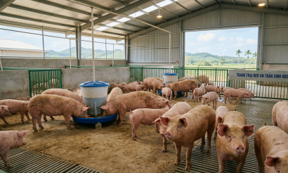 Giá heo hơi hôm nay 23/3: Miền Bắc điều chỉnh kỹ thuật, miền Nam xác lập đỉnh giá mới