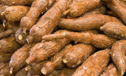 Thị trường sắn quý I/2026: giá tăng, xuất khẩu bứt phá nhưng tiềm ẩn rủi ro