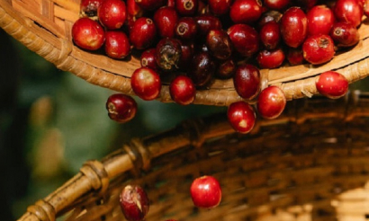Cà phê Việt trước cơ hội mở rộng thị phần toàn cầu