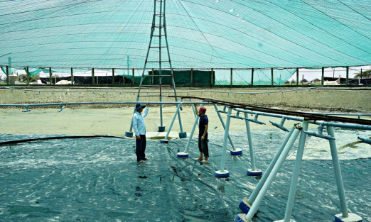 Quảng Trị thúc đẩy nuôi tôm theo hướng công nghệ cao và bền vững