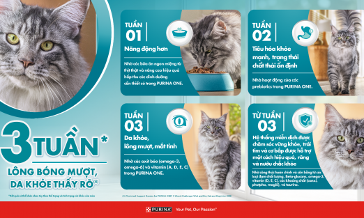 Các dấu hiệu đơn giản giúp đánh giá sức khỏe của mèo cưng