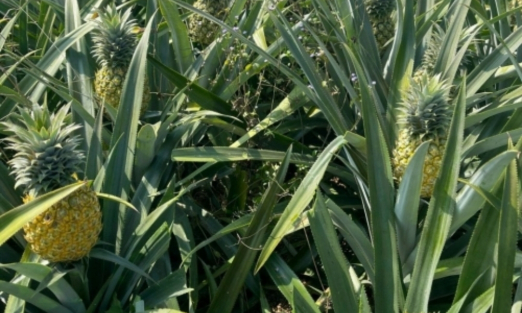 Nghệ An mở rộng hơn 1.130 ha dứa nguyên liệu