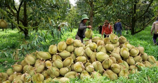 Gỡ nút thắt mã số vùng trồng cho ngành hàng sầu riêng